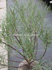 Salix elaeagnos 'Angustifolia'