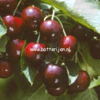 Prunus avium 'Mierlose Zwarte'