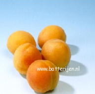 Prunus armeniaca 'Tros Oranje'