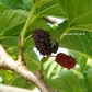 Morus alba Morus alba