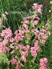 Penstemon 'Hidcote Pink'