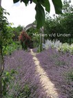 Nepeta faassenii 'Six Hills Giant'