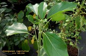 Oreopanax