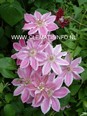 Clematis 'Scartho Gem'