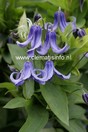 Clematis 'Diversifolia Olgae'