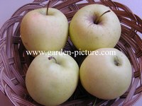 Malus domestica 'Golden Delicious'
