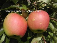 Malus domestica 'Jonagold'