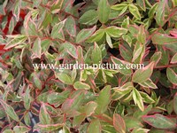 Hypericum moserianum 'Tricolor'