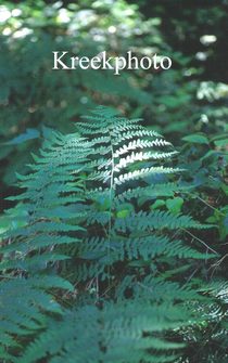 Pteridium