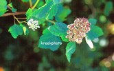 Sorbus torminalis