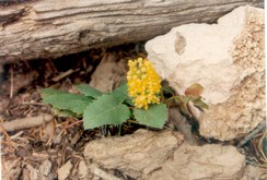 Mahonia repens