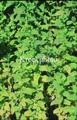 Melissa officinalis