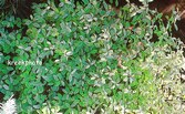 Pittosporum tenuifolium 'Irene Paterson'