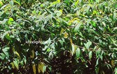 Prinsepia sinensis