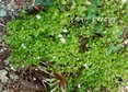 Eupatorium coelestinum