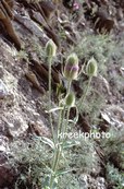 Dipsacus