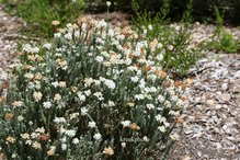 Erica tetralix 'Alba Mollis'