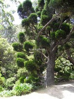 Araucaria cunninghamii