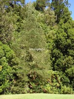 Dacrycarpus