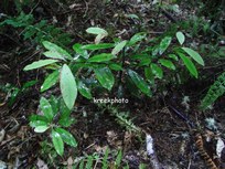 Pseudowintera axillaris