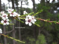 Kunzea