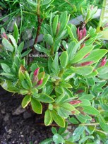 Daphne oleoides