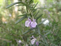 Rosmarinus officinalis 'Prostratus'
