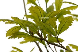 Quercus warei