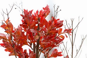 Lagerstroemia indica 'Red Imperator'