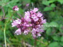 Origanum majorana