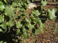 Prunus ilicifolia