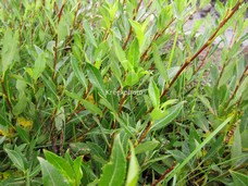 Salix phylicifolia