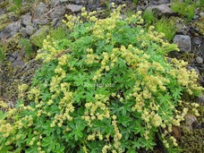 Alchemilla alpina
