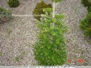 Abies koreana 'Gait'