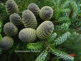 Abies koreana 'Silberlocke'