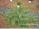 Picea abies 'Pachyphylla'
