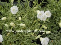 Silene maritima 'Weisskehlchen'