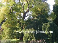 Sophora japonica