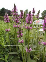 Stachys officinalis