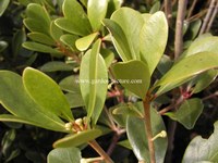 Ternstroemia