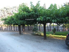 Morus alba (Dakmoerbei)