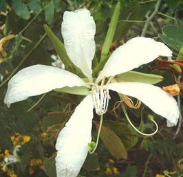 Bauhinia