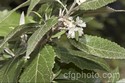 Asterotrichion discolor