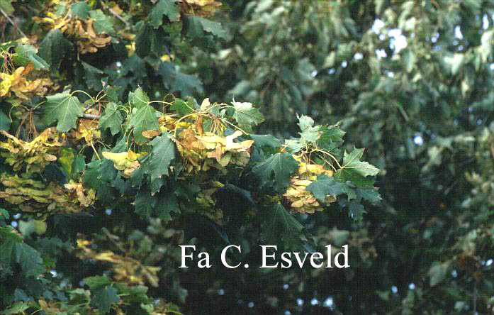 Acer platanoides 'Cleveland'