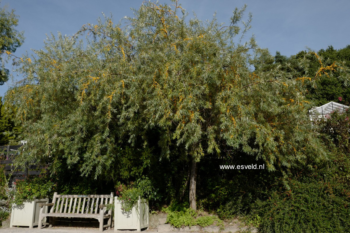 Hippophae rhamnoides