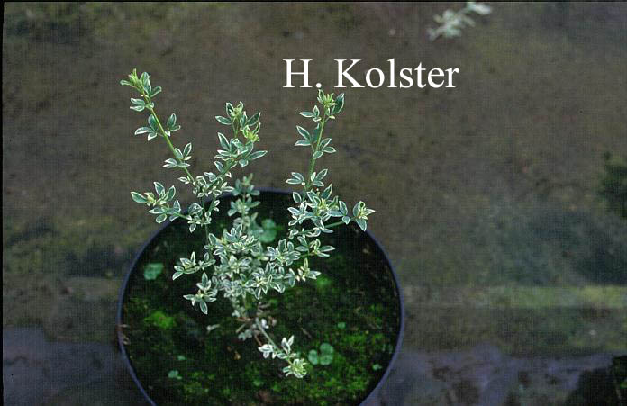 Jasminum nudiflorum 'Mystique'