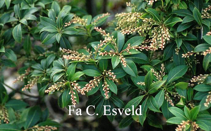 Pieris japonica 'Tickled Pink'
