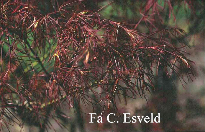 Acer palmatum 'Purpureum Angustilobum'