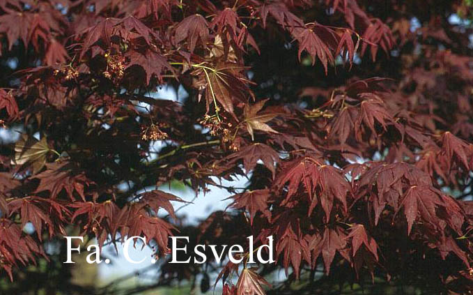 Acer palmatum 'Nomura' (1798)