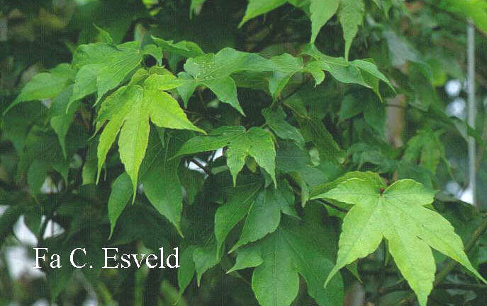 Acer tonkinense ssp. kwangsiense (1920)